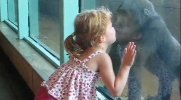 o fetita si un pui de gorila impart un sarut video