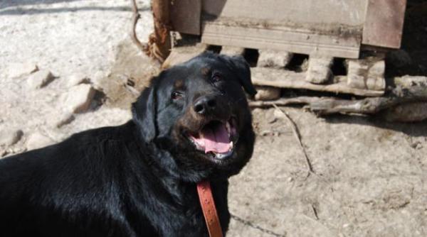 sterilizare caini gratuita