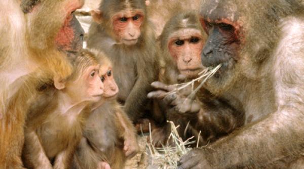 maimutele ataca sat tailanda