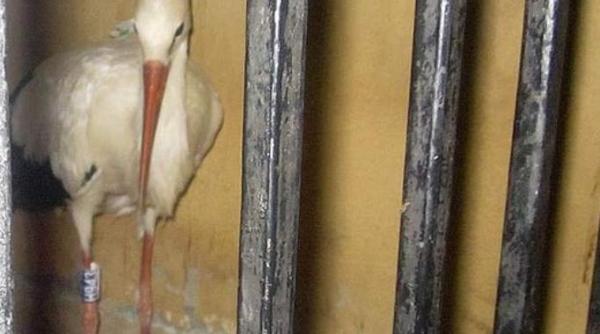 barza arestata in egipt ce au descoperit autoritatile asupra pasarii migratoare