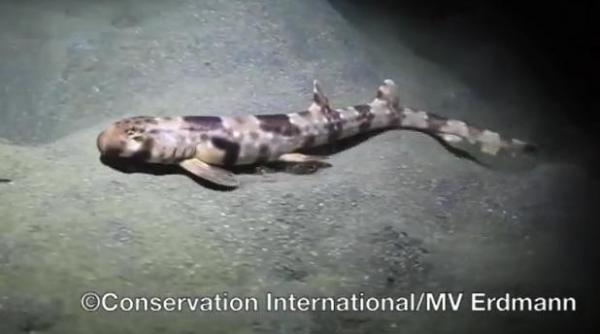 bizar o noua specie de rechin descoperita in indonezia paseste pe fundul marii video