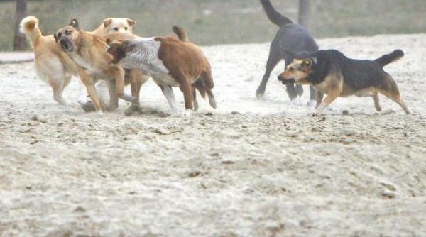 copil de 4 ani ucis de caini in parcul tei din capitala