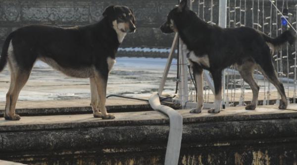 copil ucis caine parcul tei politie