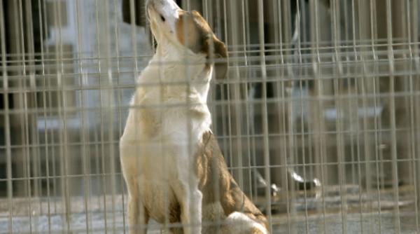 copil ucis de caine aspa