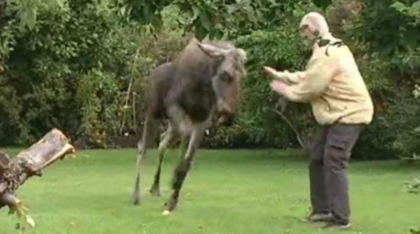 elani beti suedia mere fermentate