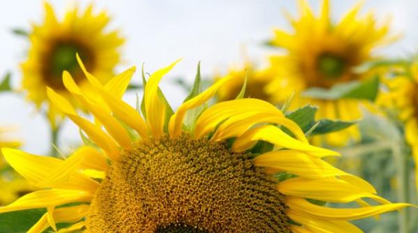 temperaturile cresc in toata tara cum va fi vremea in prima jumatate a lunii septembrie