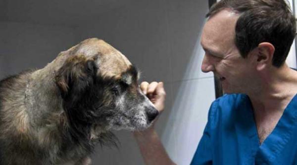 in spania un barbat care a incercat sa omoare un caine a fost condamnat la 8 luni de inchisoare