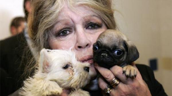 brigitte bardot mesaj catre traian basescu sunt socata sa aflu de razbunarea care se va abate asupra cainilor