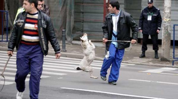 primaria voluntari cei aproximativ 2 000 de caini de pe domeniul public ridicati incepand de luni