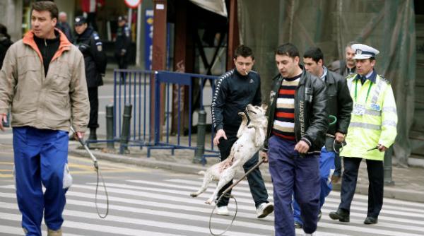 hingheri strangere caini