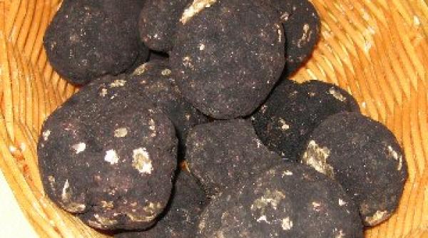 esente tari diamantele neslefuite ale toamnei