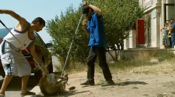 peste 300 de maidanezi luati de hingheri in actiunea gradinite si scoli fara caini