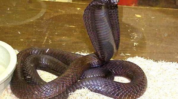 muscata de un sarpe marinat