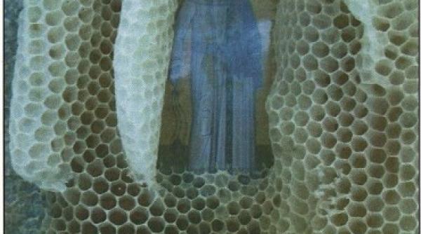 descoperirea uluitoare a unui apicultor in stupul in care introdusese o icoana