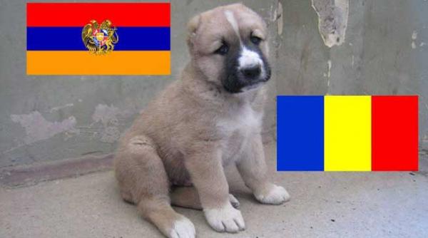 mobilizare in strainatate contra eutanasierii maidanezilor