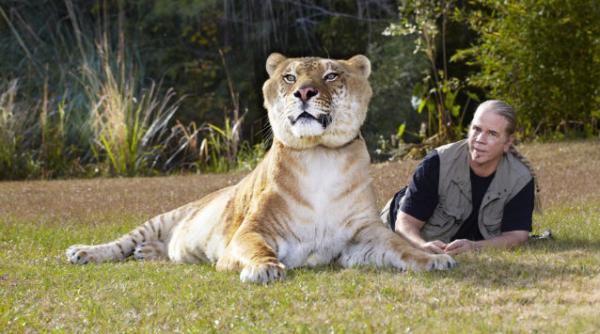 ligru cea mai mare felina