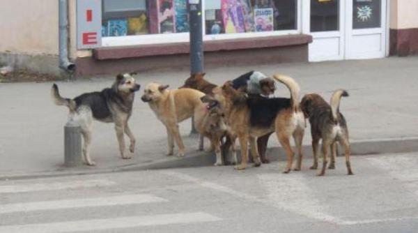 doua ziare austriece se incaiera pe tema maidanezilor din romania