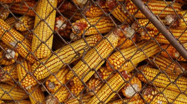 alerta alimentara porumb importat din romania infestat cu aflatoxina