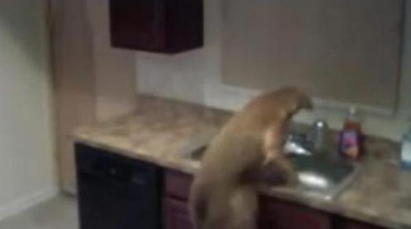 cainele houdini evadare spectaculoasa din bucatarie stapanul animalului socat de ce vede pe camera de supraveghere video