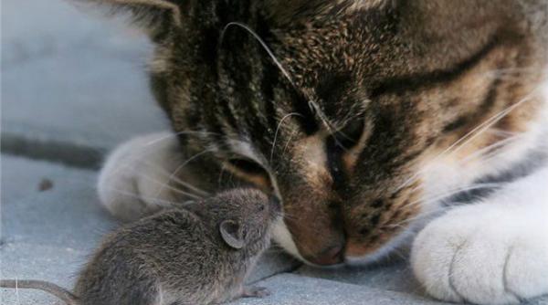 oarecii cu toxoplasmoza nu se mai tem de pisici chiar i dupa suprimarea infec iei