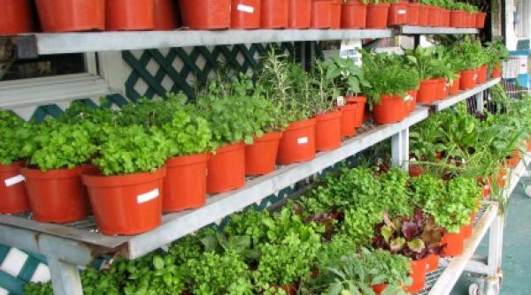 6 plante aromatice vindecatoare ce trebuie sa fie in orice bucatarie