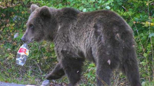 dambovita tata si fiu atacati in grajd de urs dupa ce au incercat sa il alunge