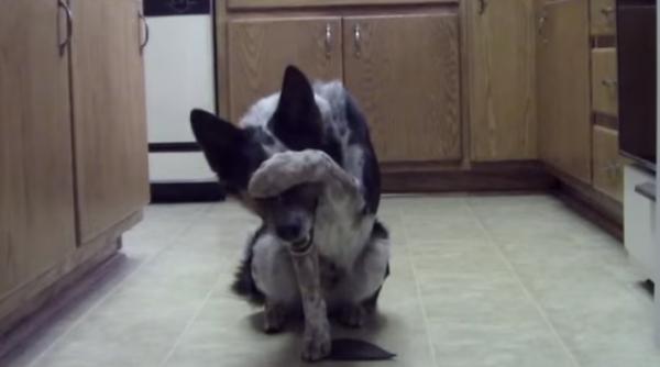 un ca el cucere te inimile tuturor pe internet video