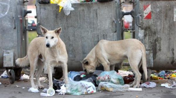ccr decide miercuri soarta cainilor fara stapan cine sunt cei 30 de parlamentari care se opun eutanasierii maidanezilor