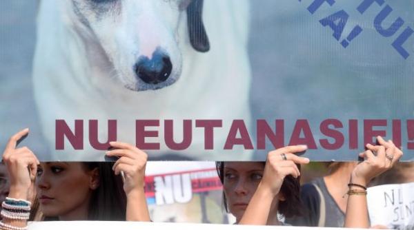 ccr decide astazi soarta cainilor comunitari zeci de persoane care se opun eutanasierii maidanezilor protesteaza la palatul parlamentului