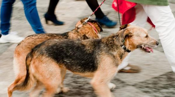 vier pfoten curtea constitu ionala da unda verde uciderii in masa a cainilor fara stapan