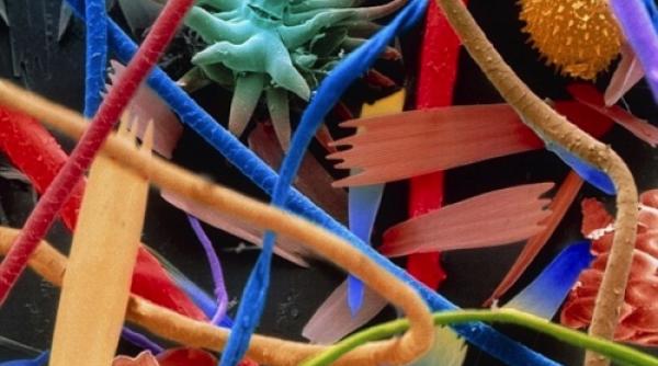 fotografii fantastice dintr un univers microscopic