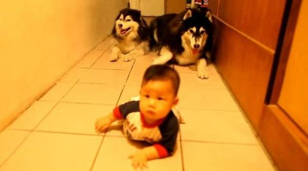 scena adorabila doi caini husky imita un bebelu care merge de a bu ilea video