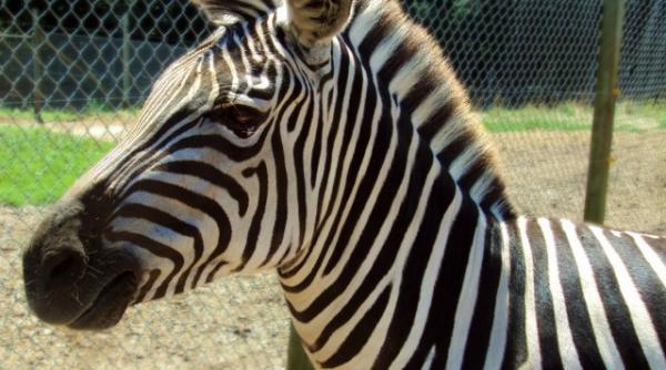 zebra care a fost adusa ieri la zoo timisoara a murit inecata seful directiei de mediu ranit incercand sa o salveze