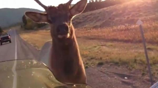 elan maidanez eutanasiat