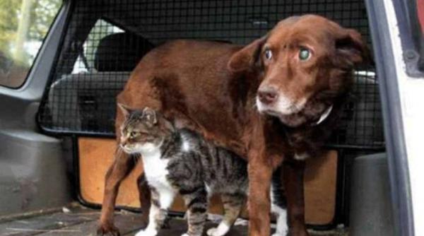 povestea care a rupt orice bariera catelul orb este plimbat peste tot de o pisica