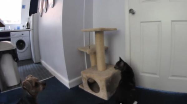 cooperare in lunea necuvantatoarelor un caine si o pisica isi innebunesc stapanul video