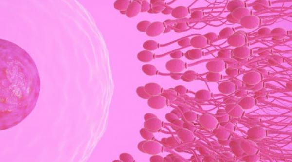 e oficial efortul fizic imbunatateste calitatea spermei