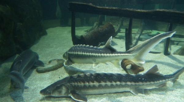 romania s ar putea confrunta cu falimente ale fermelor de sturioni sus ine pre edintele patronatului pe telui