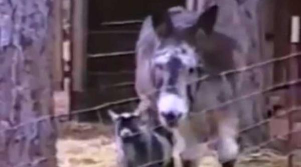 video cum realizeaza o capra inteligenta marea evadare