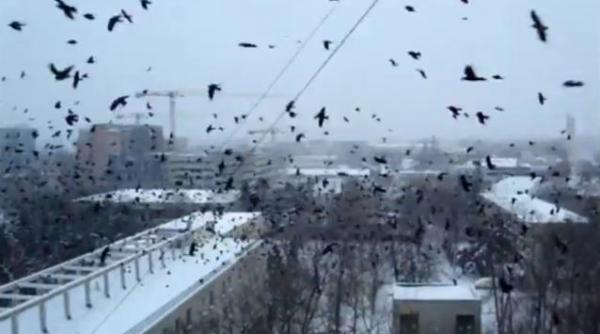 focurile de artificii solutia primariei timisoara pentru alungarea ciorilor din parc