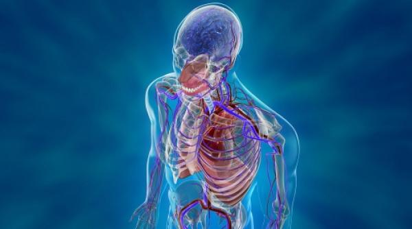 corpul uman este o minune din cate substante suntem compusi