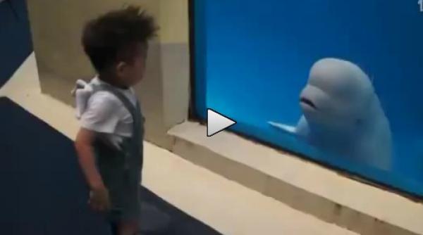 o balena rautacioasa se distreaza cu un copil video