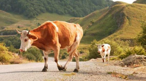 daniel constantin este o afacere buna in romania cresterea vacilor pentru carne