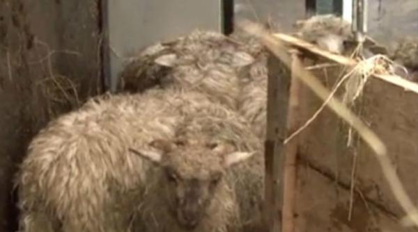 trafic blocat pe valea oltului dupa ce un tir incarcat cu oi s a rasturnat pe sosea