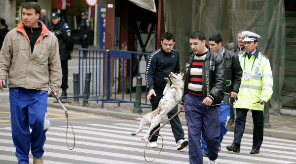 aspa numarul persoanelor muscate de maidanezi a scazut cu 43