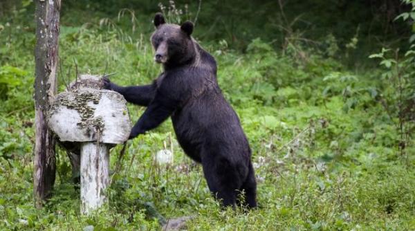 ursul brun votat simbol national