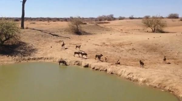 10 caini salbatici inconjoara un mistre crezand ca au pranzul asigurat video