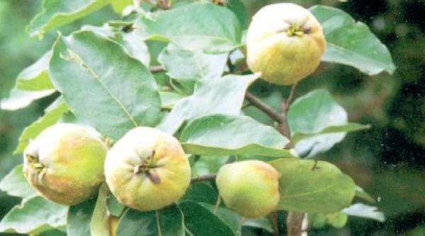 gutuile un adevarat miracol pentru sanatate