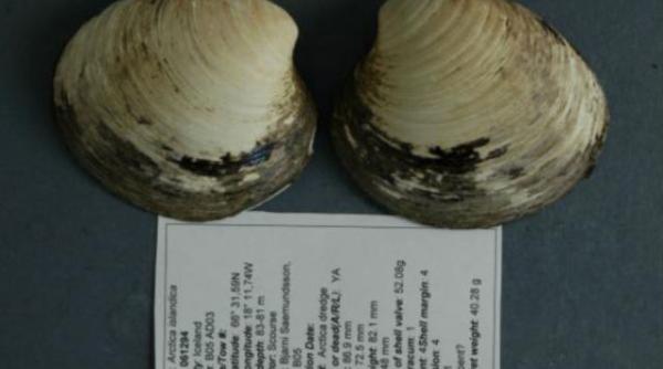 scoica batrana de 507 ani desemnata cel mai longeviv animal de pe pamant