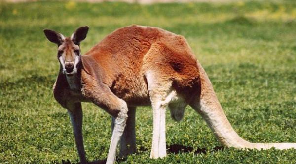 australia vrea sa cucereasca piata chineza cu carnea de cangur